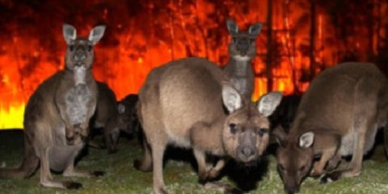 Mega fires mega study: Deakin leads huge research effort into the impact on biodiversity after a bushfire