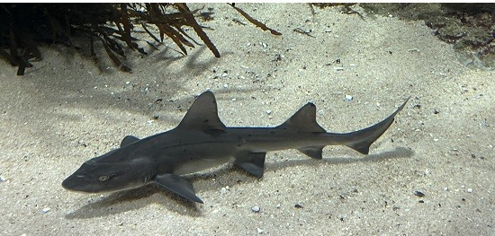 Global study finds overfishing of sharks and rays creates high risk of extinction 