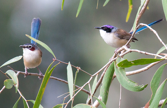 Male and female purple-crowned fairy-wrens in wild