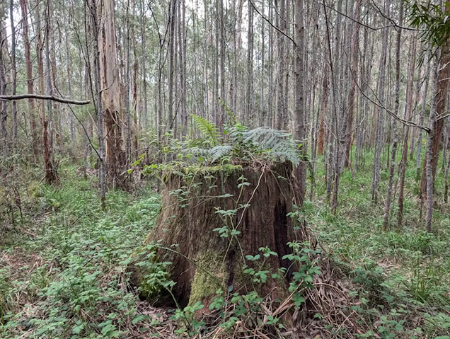 Logged forest in Victoria's northeast.