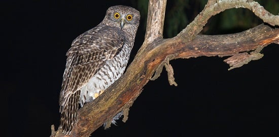 Hunt, rest and play: Deakin researchers track city's Powerful Owls 