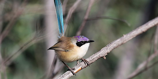 Climate change poses a serious threat to the Purple-crowned Fairy-wren if more ambitious global warming targets aren’t met.