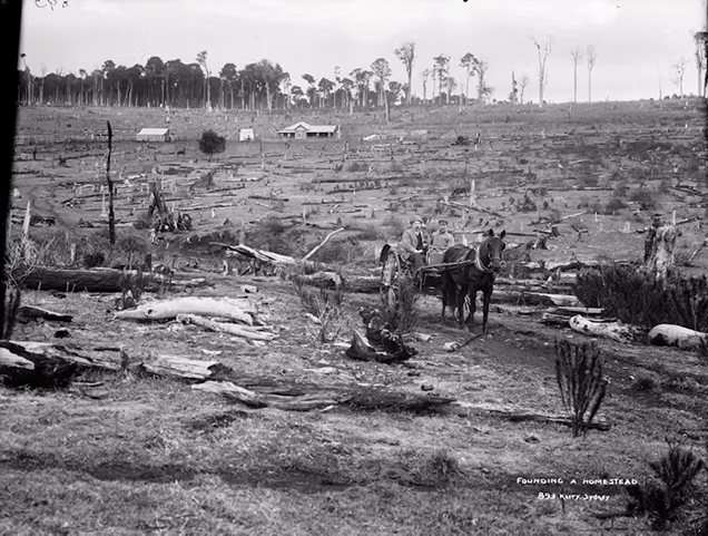 Cleared land near Dorrigo, New South Wales in 1907