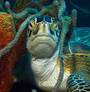 Iconic marine species, a pictureof a sea turtle.