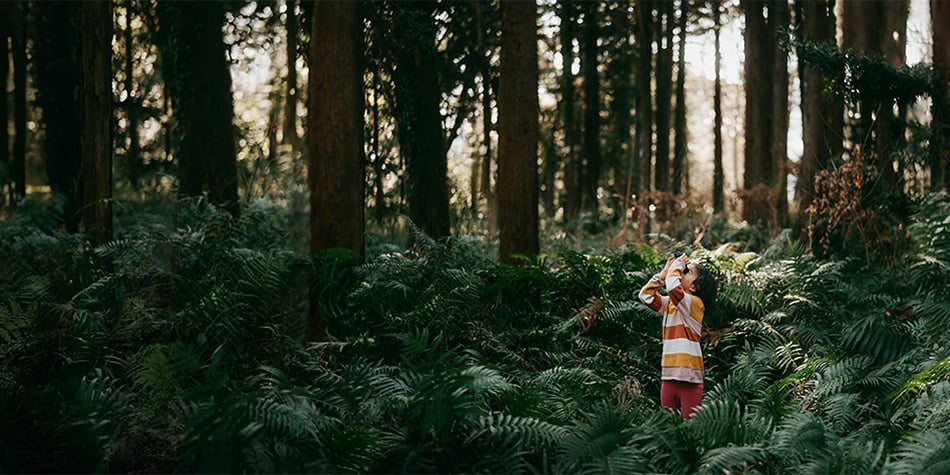 https://www.deakin.edu.au/__data/assets/image/0006/2674401/950x475_Tall-Trees-Ferns-banner.jpg