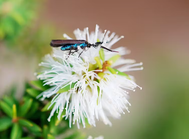 The Kangaroo Island forester moth