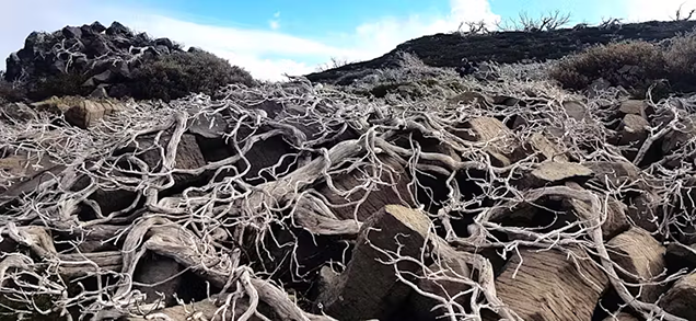 Remains of hundred-year-old Alpine plants after repeated bushfires