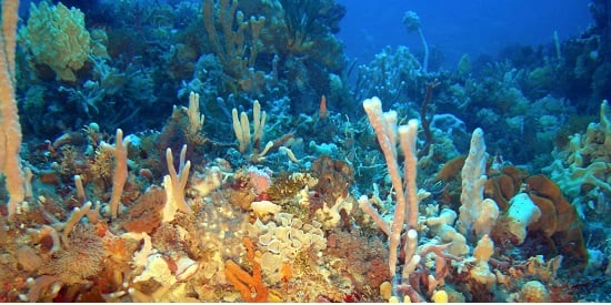 Soaking up solutions: Humble marine sponges enhance ocean life