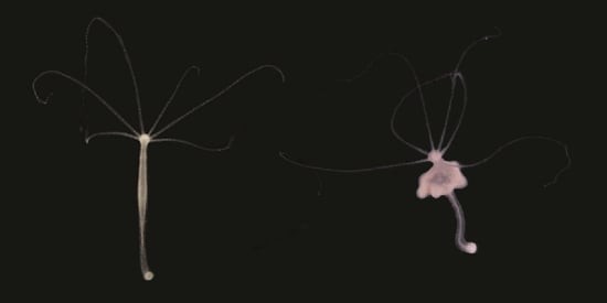 Deakin researchers discover tumours inherited by generations of jellyfish-like creatures 