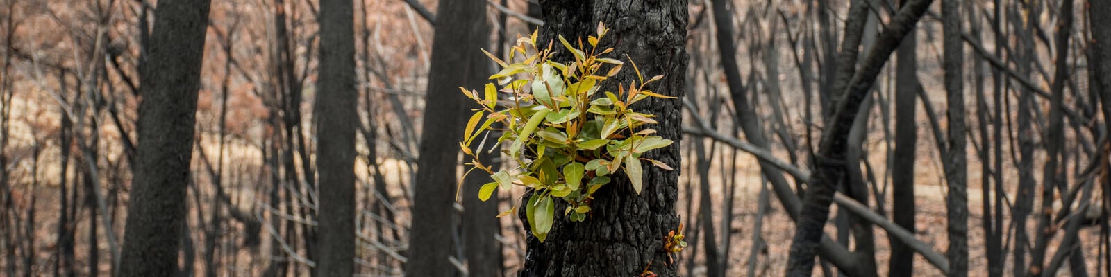 https://www.deakin.edu.au/__data/assets/image/0008/2863988/38185_1600x400_burnt_trees.jpg