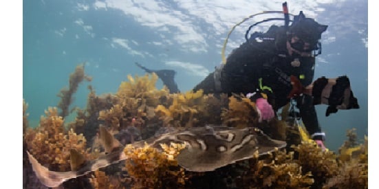 Kelping the Bay: Restoring underwater forests one kelpling at a time