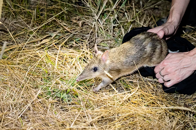 Releasing an eastern barred bandicoot into the wild