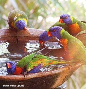 In a dry continent, artificial water resources like backyard bird baths can be important for birds.