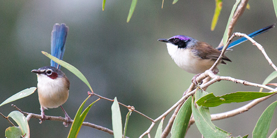 The future existence of these beautiful birds depends on strong climate action