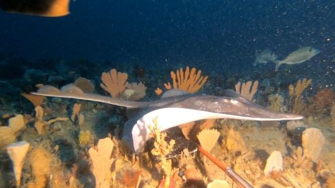 Underwater drones reveal rich biodiversity in Apollo Marine Park